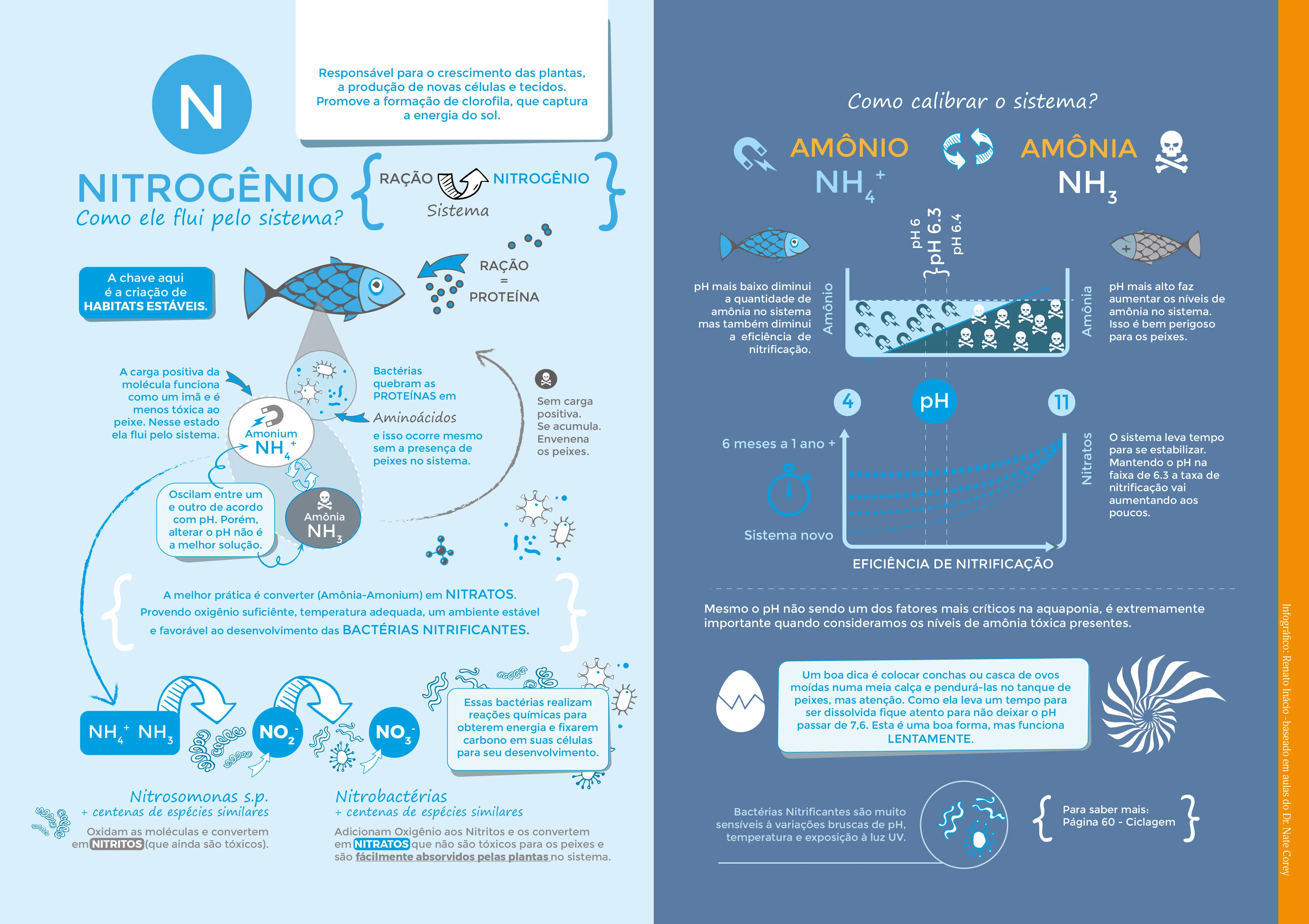 Diagram of the nitrogen cycle in aquaponics, tracing ammonia through bacteria into nitrate taken up by plants
