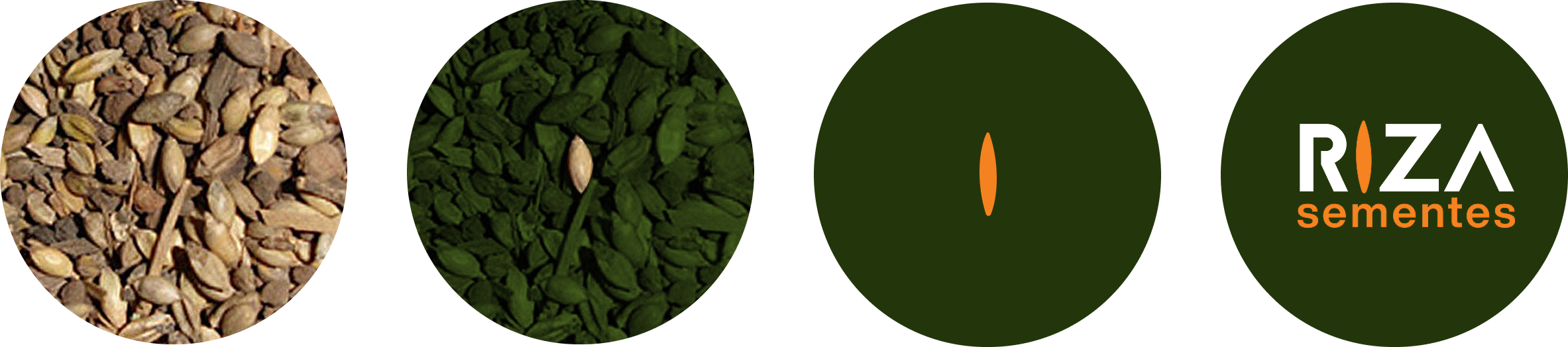 Visual progression from real seeds to abstract symbol to Riza Sementes logo